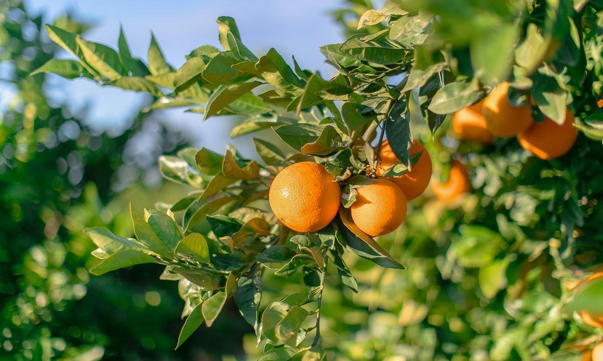 Naranjas en arbol en una explotación valenciana.