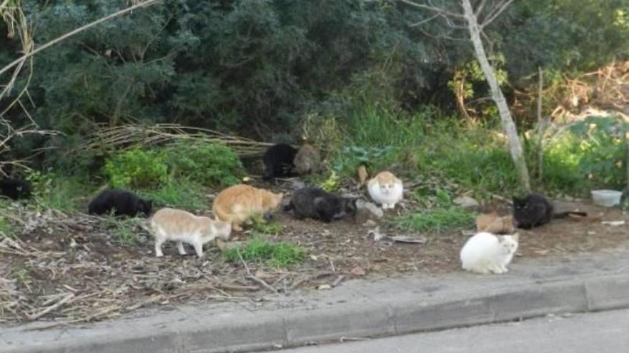 El Ayuntamiento prevé la creación de un santuario de gatos para evitar su sacrificio