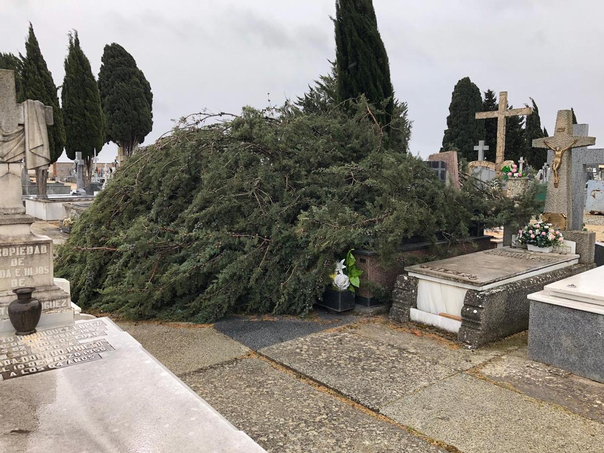 Ramas caídas en el cementerio municipal de Benavente.