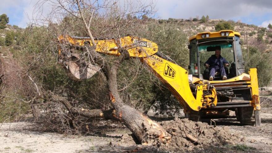 Primer paso hacia la vacuna contra la Xylella, la plaga de almendros y olivos