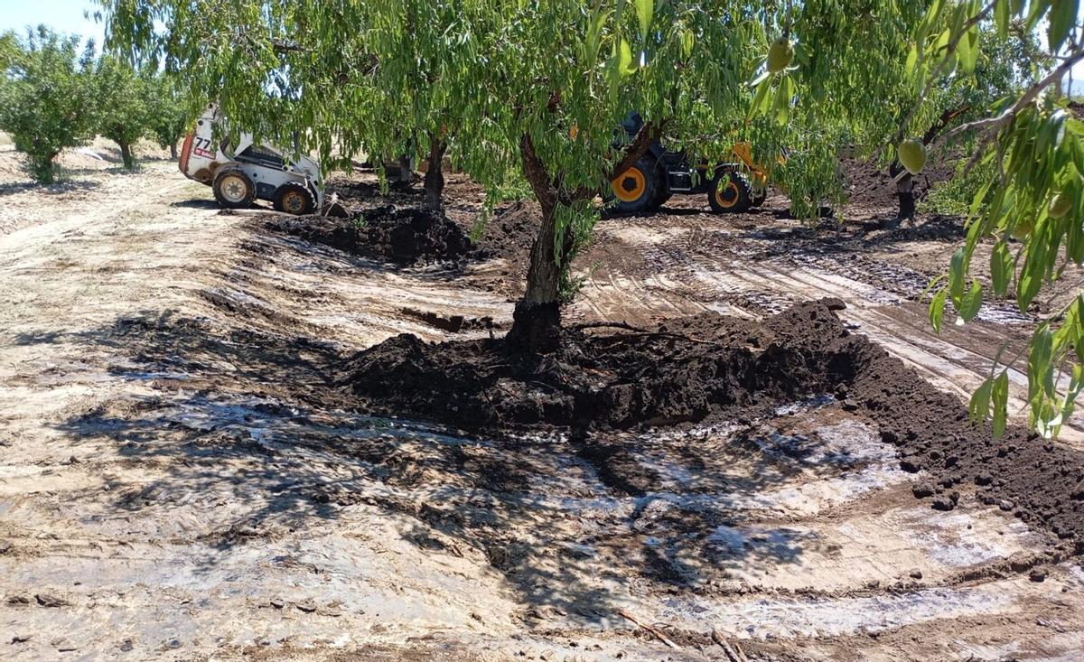 Uno de los cientos de almendros contaminados por el derrame de petróleo procedente del oleoducto.