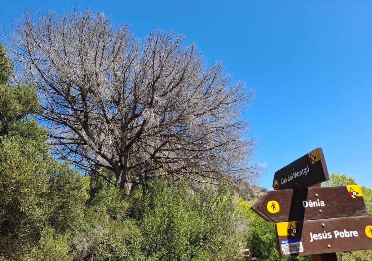 Un gran pino que se ha secado y está muerto
