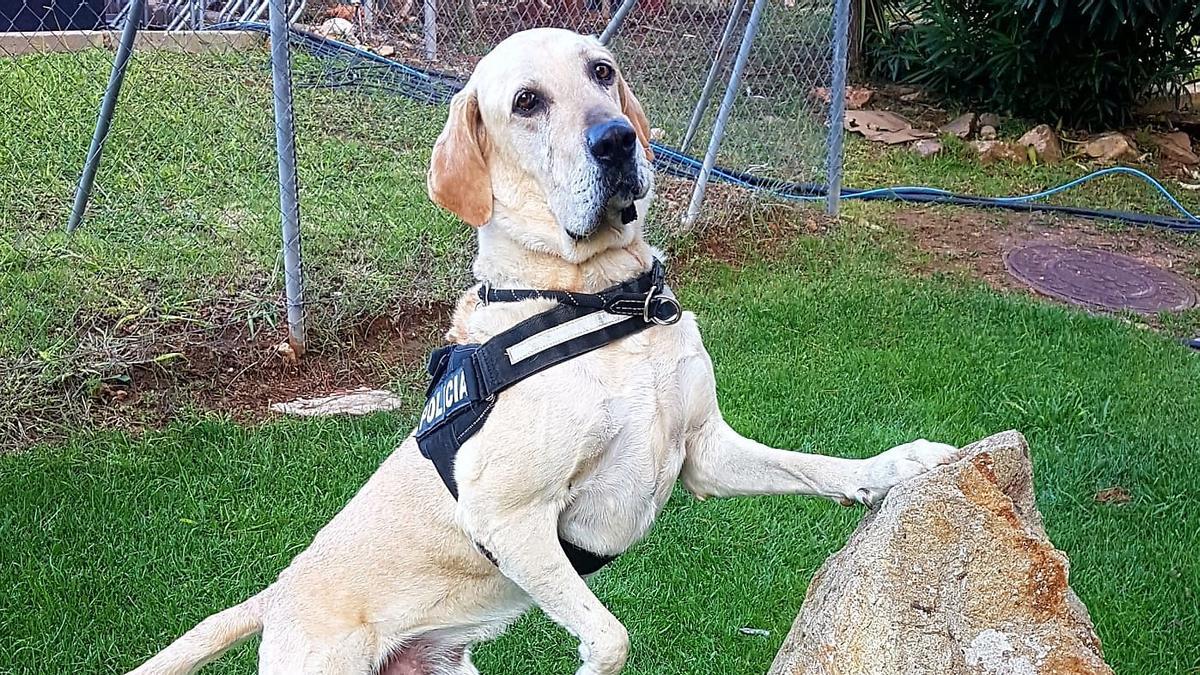 Unkas, perro de la Unitat Canina de los Mossos, jubilado hace 5 años, ha muerto, especializado en la búsqueda de explosivos