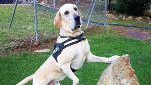 Unkas, perro de la Unitat Canina de los Mossos, jubilado hace 5 años, ha muerto, especializado en la búsqueda de explosivos