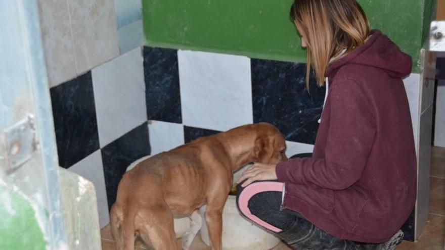 Uno de los animales acogidos es alimentado por una cuidadora.