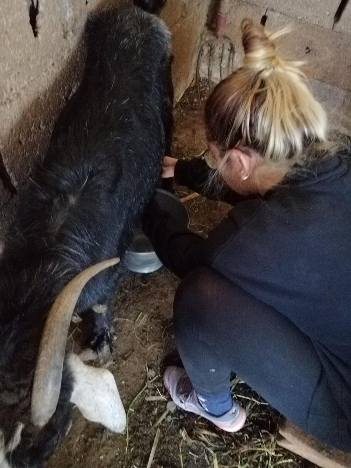 Cristina Naranjo ordeña una de sus cabras como hacía junto a su abuelo cuando era pequeña.