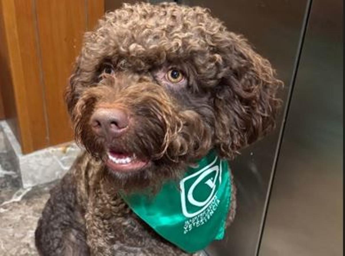 Mascota de Juan Carlos Caballero.