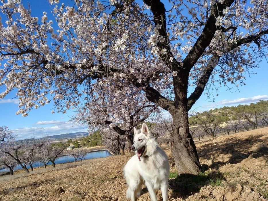 Y llegó la Floración, un manto de colores