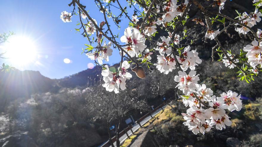 Almendros en flor en Tejeda