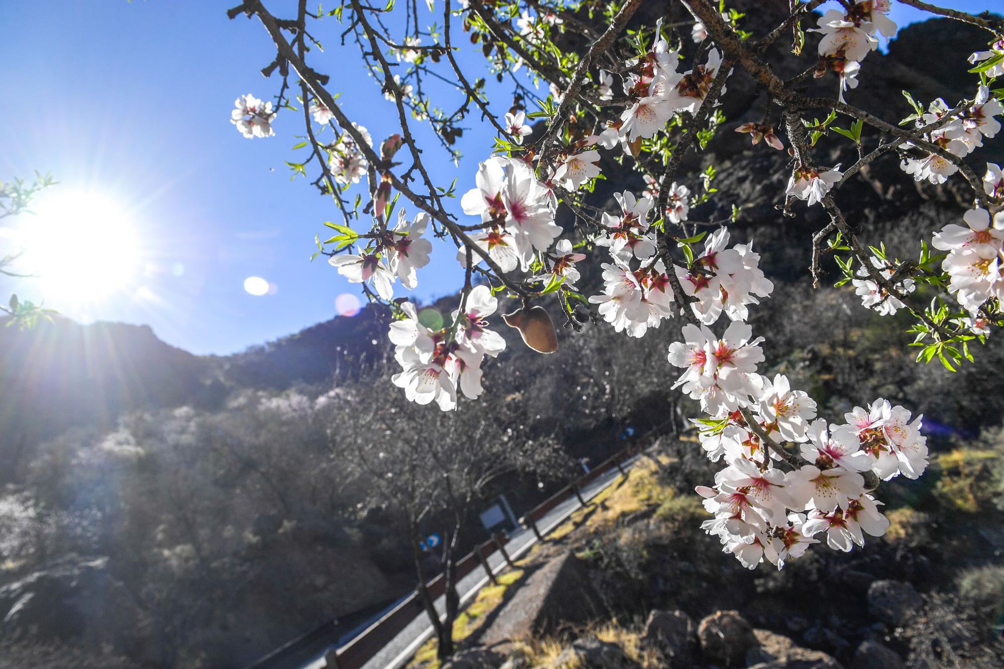 Almendros en flor en Tejeda