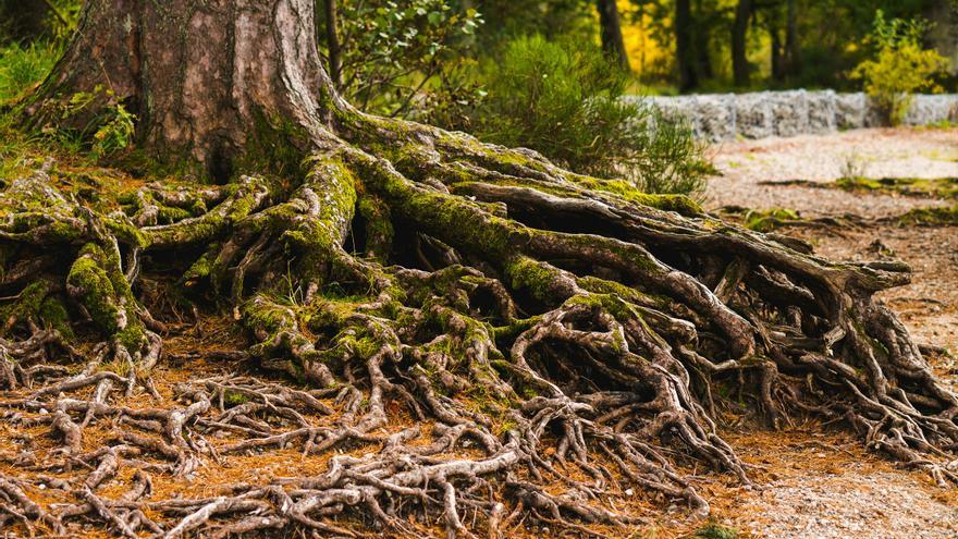 Logran controlar la dirección de las raíces de las plantas: &quot;Ayudará a mitigar el cambio climático&quot;