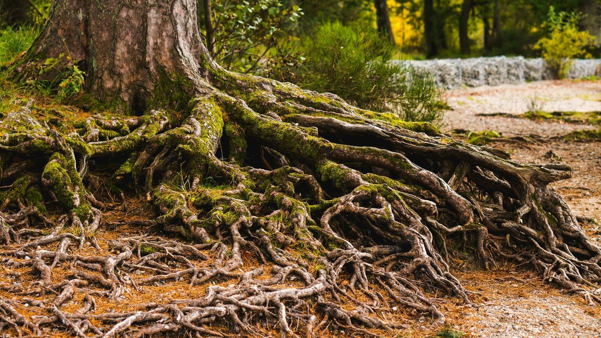 Raíces a la vista de un árbol.