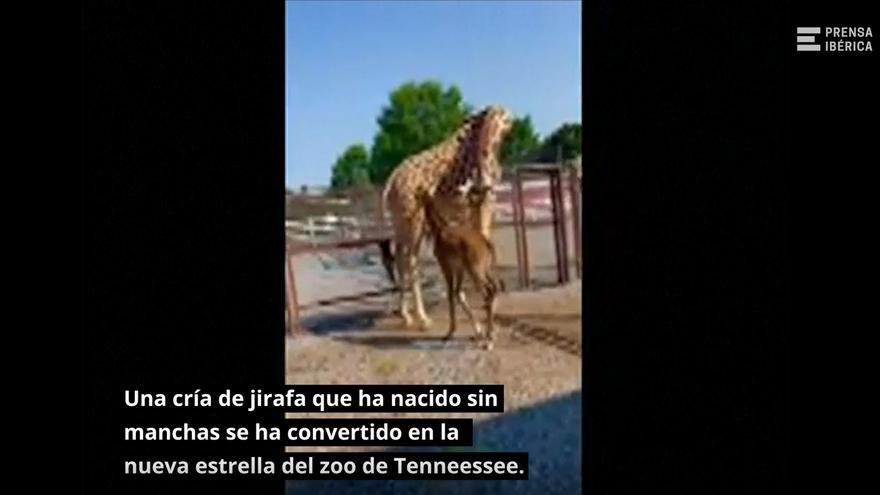 VÍDEO | Nace una cría de jirafa sin manchas en el zoo de Tenneessee