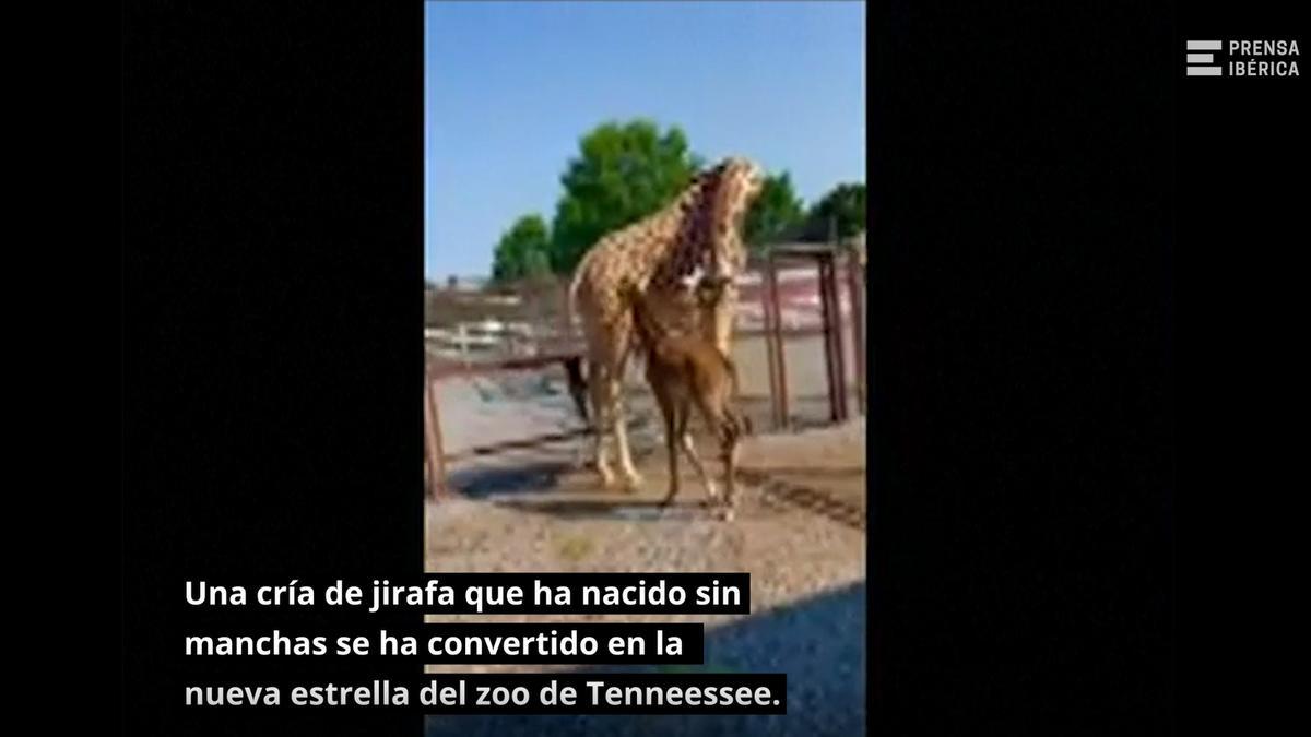 VÍDEO | Nace una cría de jirafa sin manchas en el zoo de Tenneessee