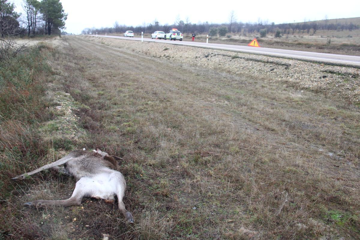 La cierva que provocó el accidente, en una cuneta de la N-631.