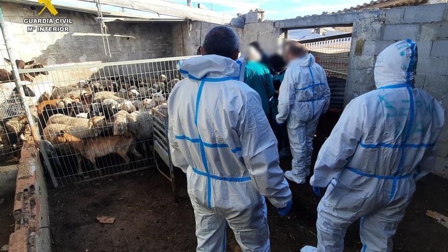 Cae en Alicante una trama dedicada al sacrificio clandestinos de cabras y ovejas