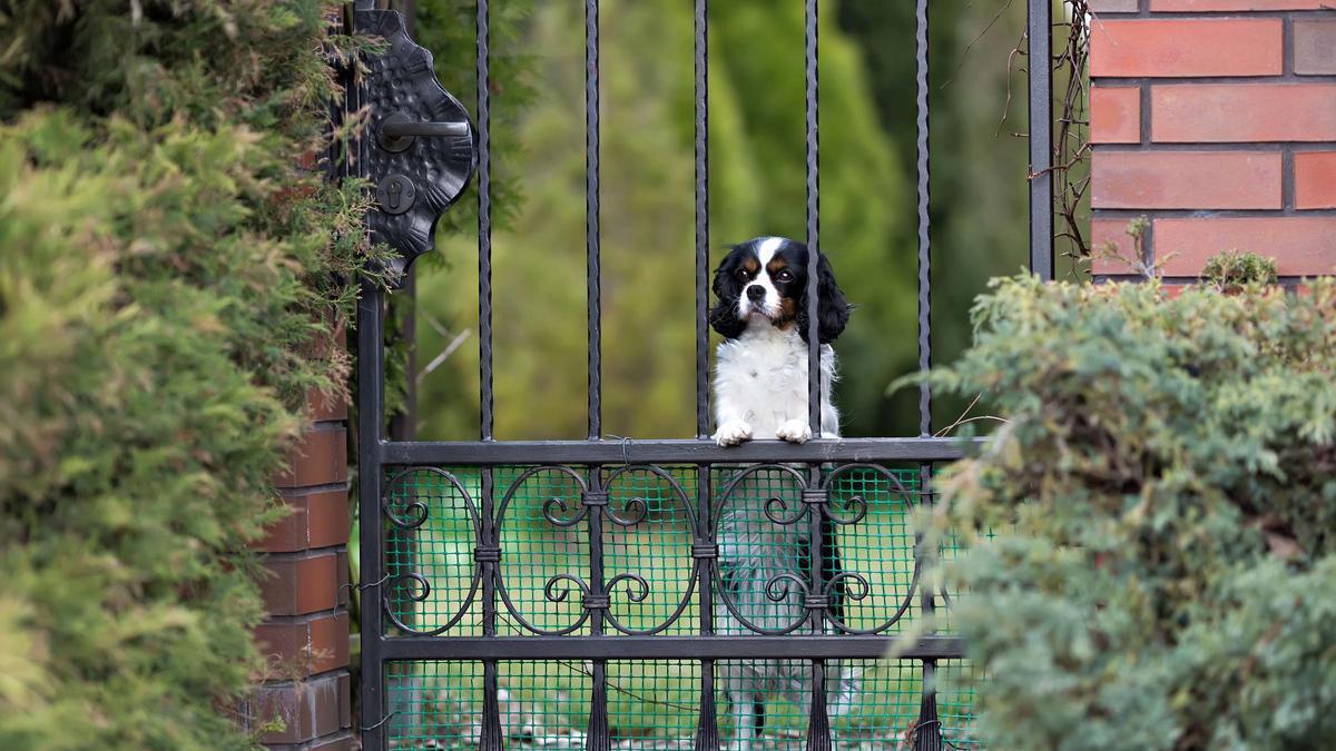 Una familia de Surrey ofrece casi 69.000 euros al año por cuidar de su perro y vivir en su finca.
