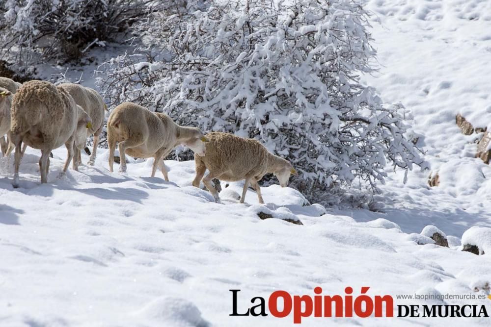 Nieve en el Noroeste