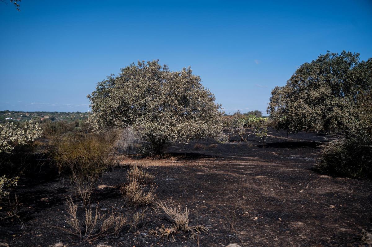 Galería | Las Viñas de Arroyo de la Luz, el día después del incendio Galería | Las Viñas de Arroyo de la Luz, el día después del incendio
