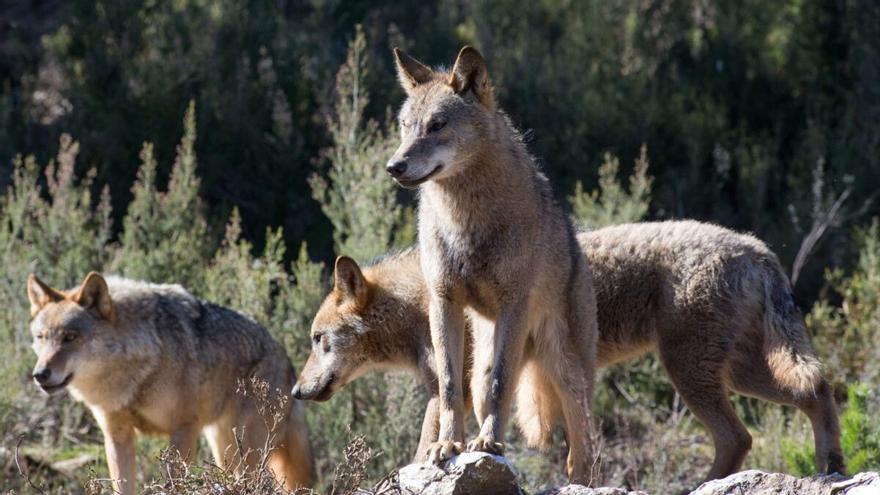 Galicia, Castilla y León, Asturias y Cantabria frenan un documento de Transición Ecológica sobre el lobo