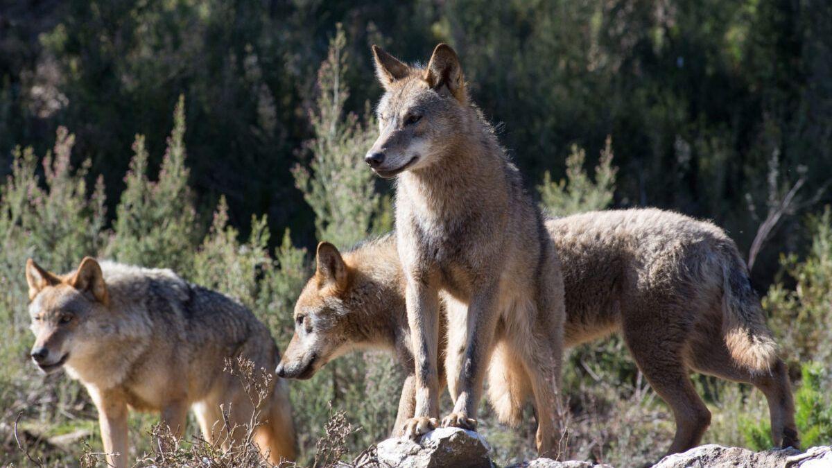 Ejemplares de lobo en una imagen darchivo.