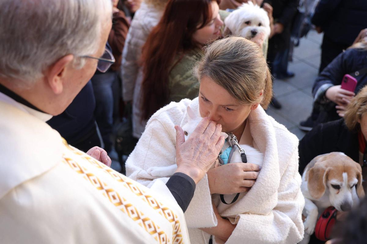 Fotogalería | Así se ha vivido la bendición de las mascotas cacereñas por San Antón