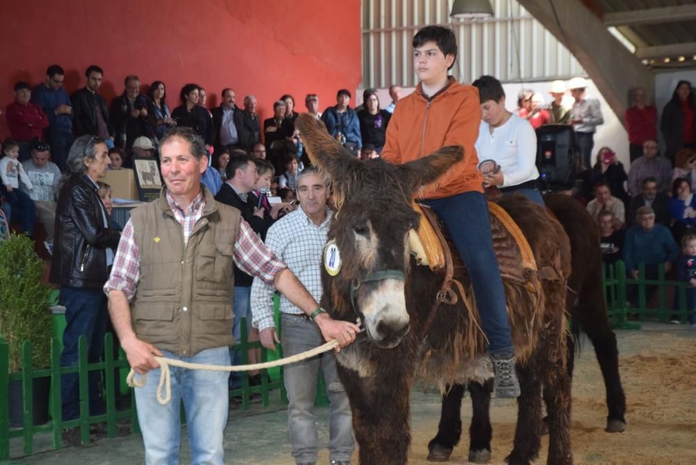 Feria del Burro y romería en San Vitero de Aliste