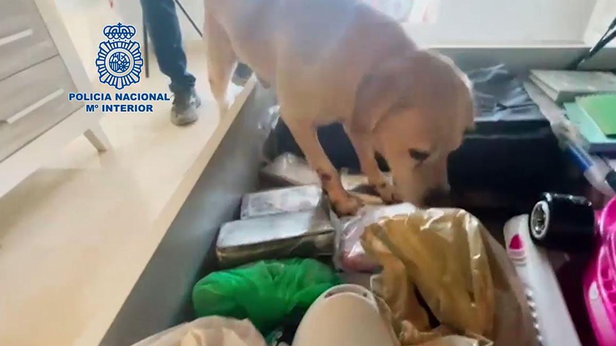 Un perro policía registra un domicilio de Málaga buscando cocaína rosa.