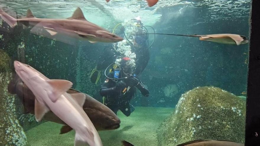 Dos buzos entre tiburones.