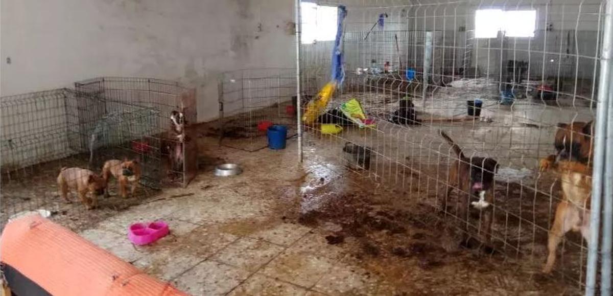 Animales en condiciones lamentables en un criadero ilegal de los que proliferan por la zona levantina.