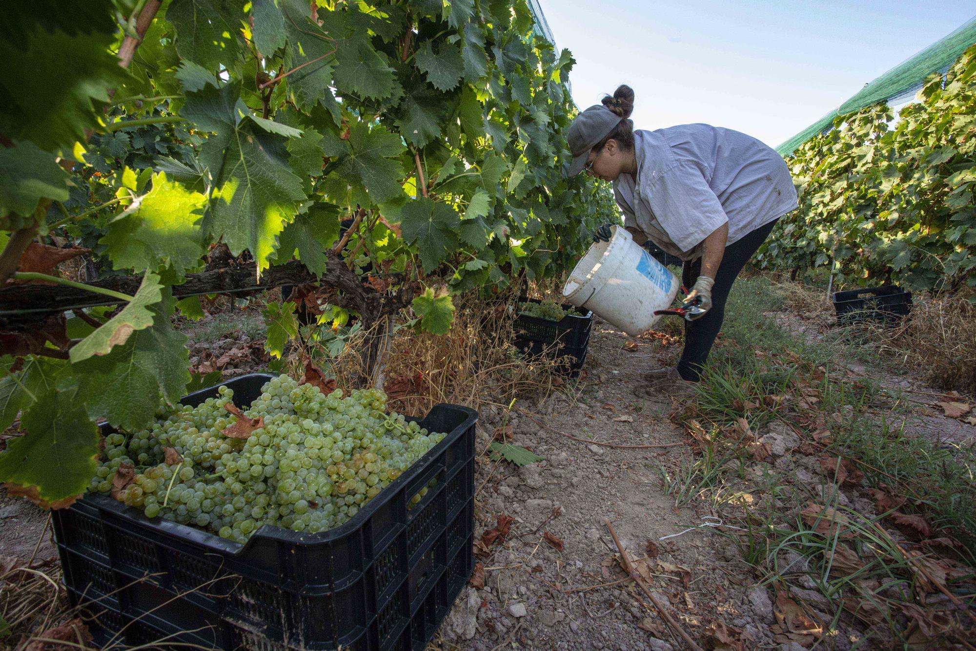 La campaña más precoz del vino alicantino dejará 1,4 millones de litros menos de producción