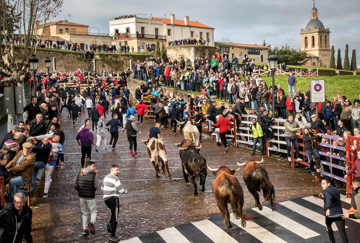GALERÍA: El martes de Carnaval del Toro en Ciudad Rodrigo se salda con siete intervenciones sanitarias GALERÍA: El martes de Carnaval del Toro en Ciudad Rodrigo se salda con siete intervenciones sanitarias