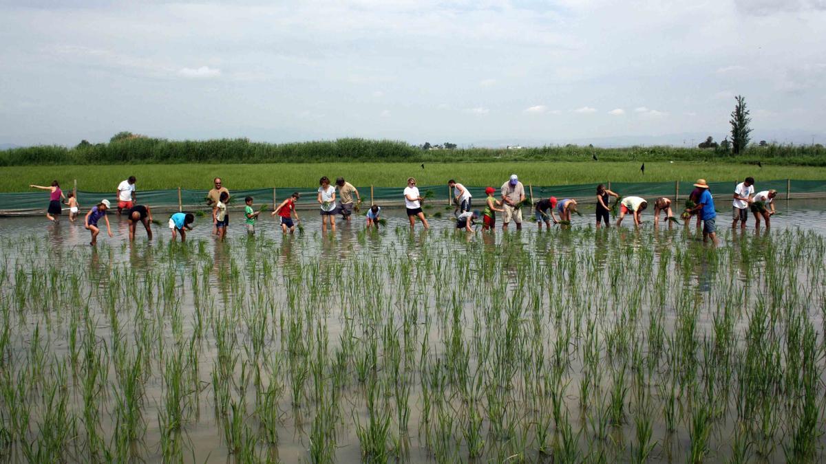 Las emisiones de CO2 amenazan la producción de arroz en todo el mundo