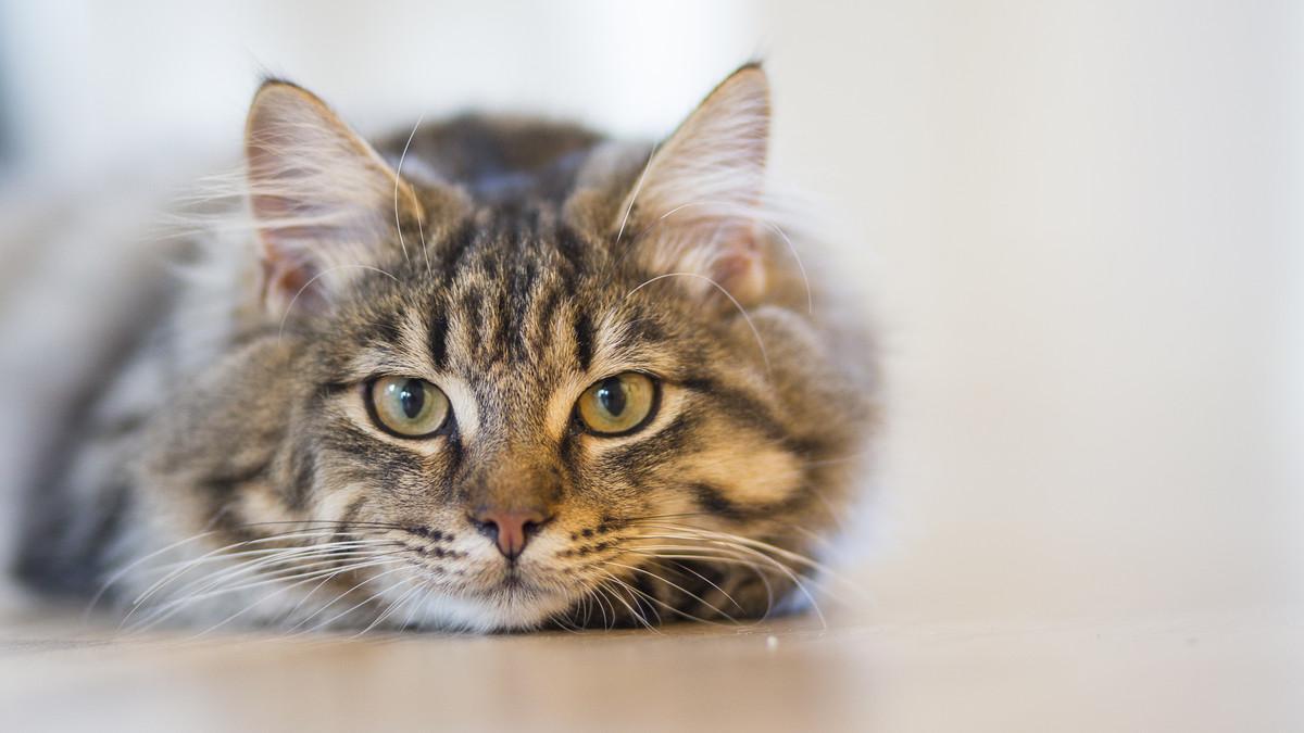 Un gato en una imagen archivo.