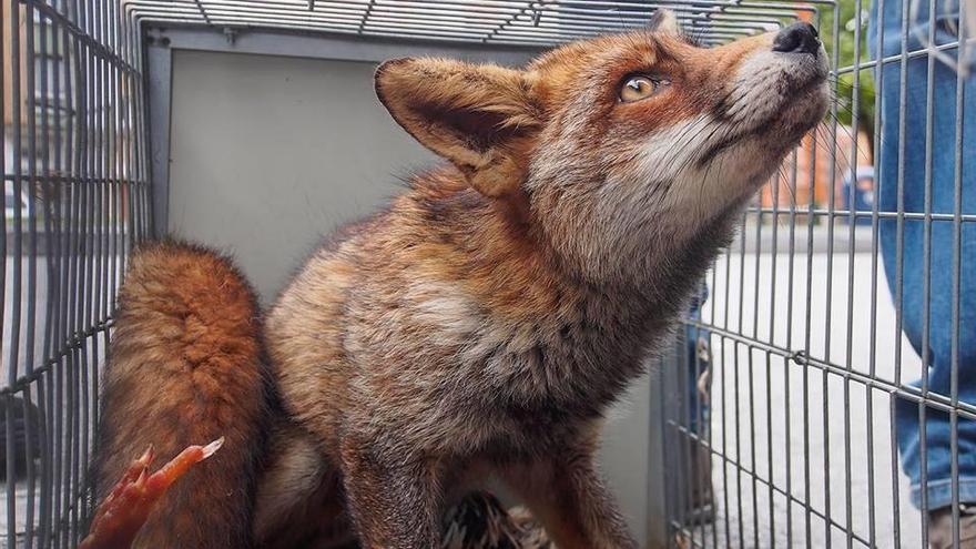 Captura a una raposa que le había matado 19 animales y la entrega al Cepesma