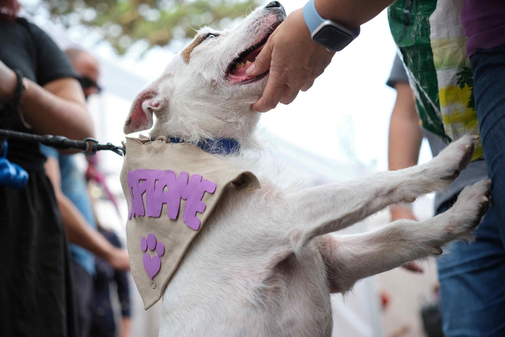 Feria de la Adopción de Mascotas de La Laguna