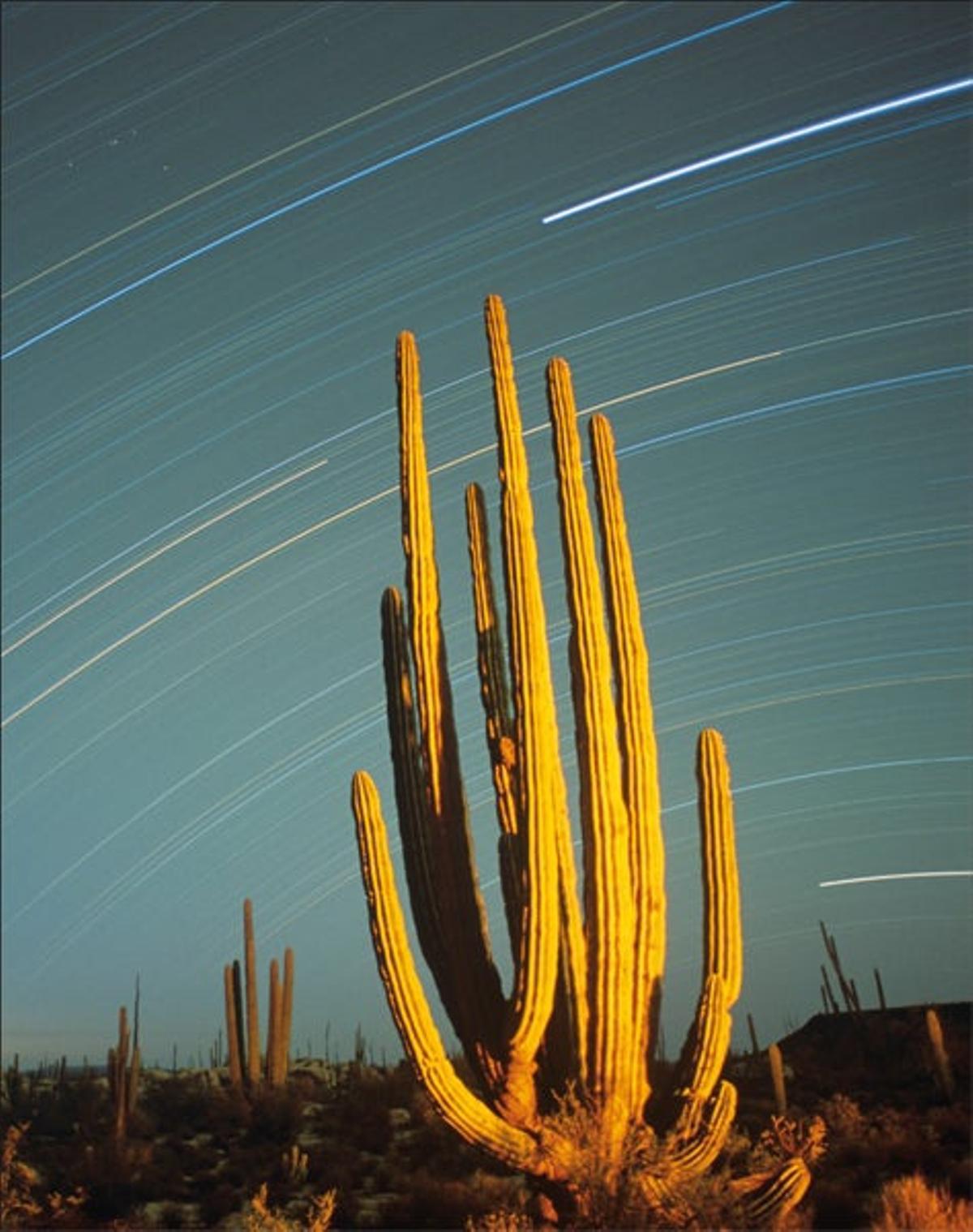 FOTO: SCIENCE LIBRARY
Naturaleza y diseño
La geografía mexicana destaca
por una div FOTO: SCIENCE LIBRARY
Naturaleza y diseño
La geografía mexicana destaca
por una div