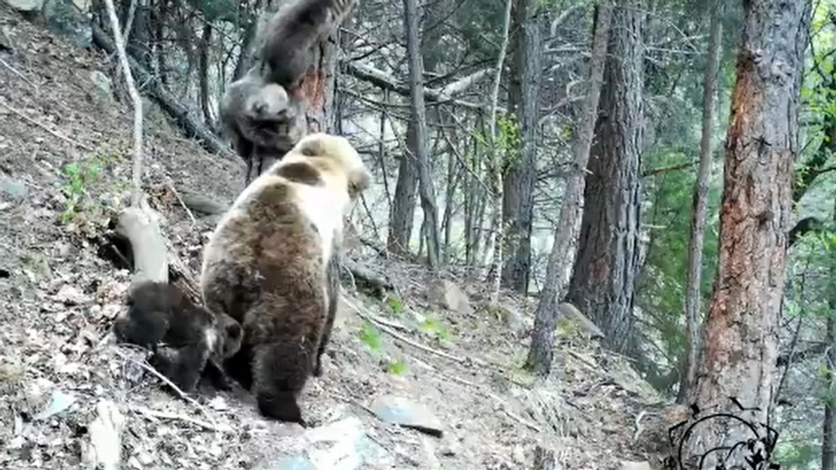 Imágenes de las crías de oso Pardo en el Pirineo