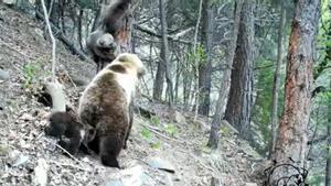 Primeres imatges de tres cadells d’os al Pirineu aquesta temporada