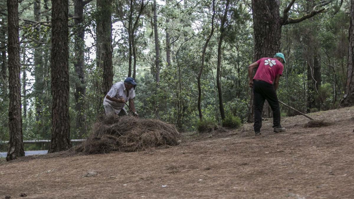 Imagen de archivo de dos pinocheros en los montes de La Orotava.