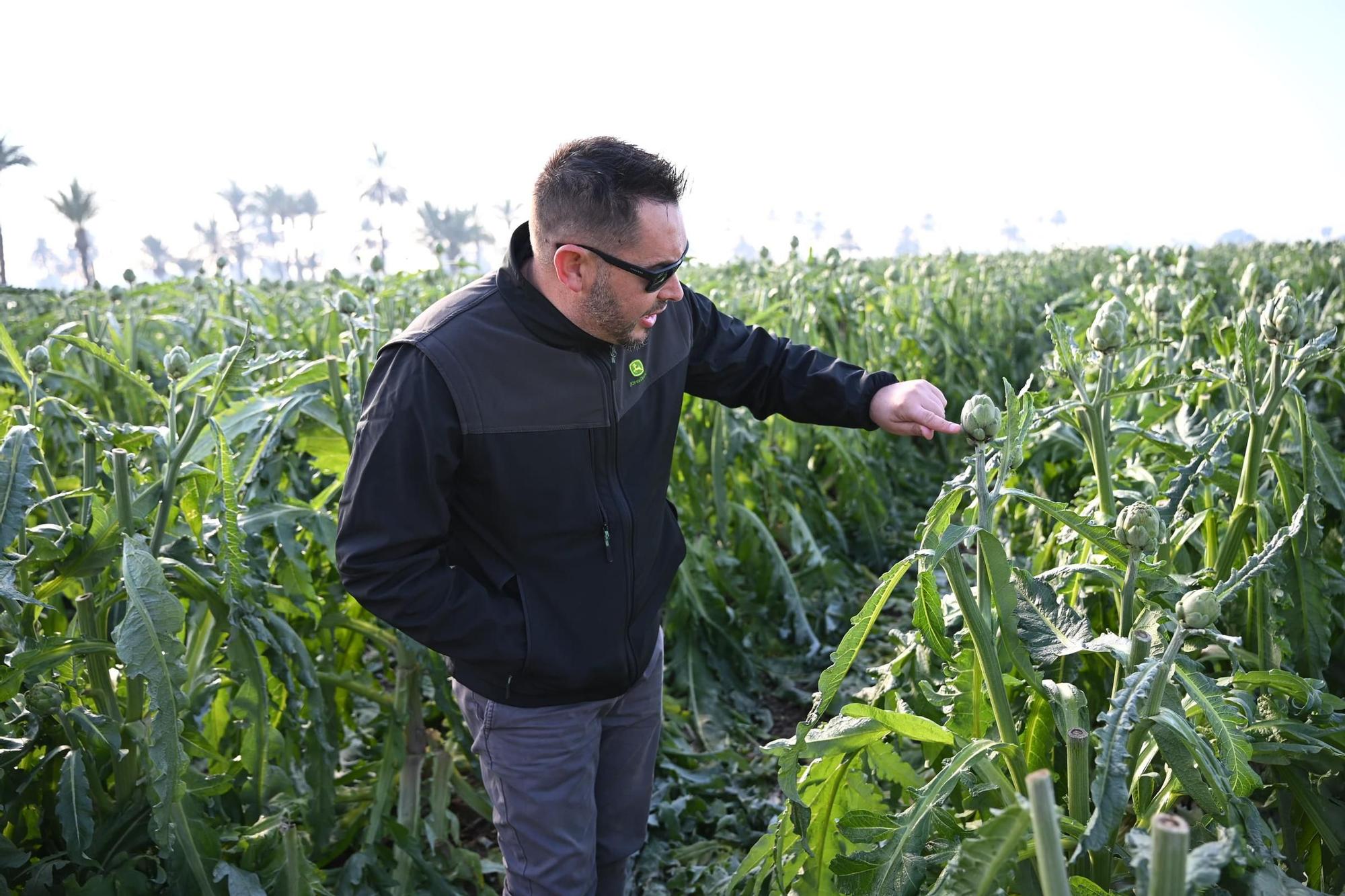 Así han amanecido muchos cultivos de la Vega Baja y el Camp d'Elx: bajo la escarcha