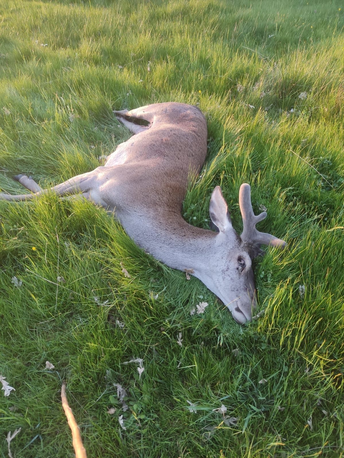 Fauna salvaje: ciervo atropellado en Villardeciervos.