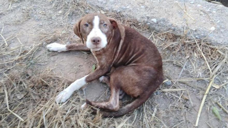 Un gos abandonat al mig del carrer.