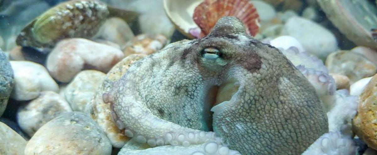 Pulpo criado en cautividad. |  IEO