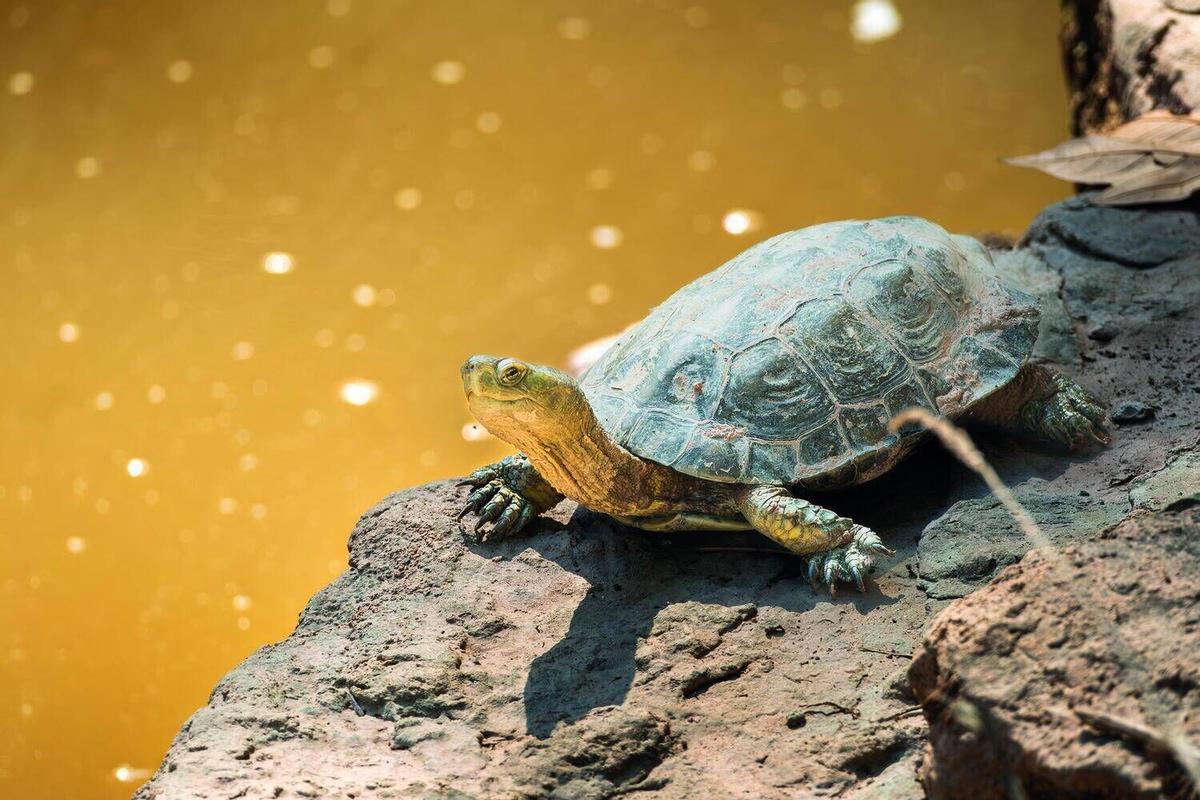 Aquests són els animals que pots veure lliures al riu Cardener al seu pas per Manresa