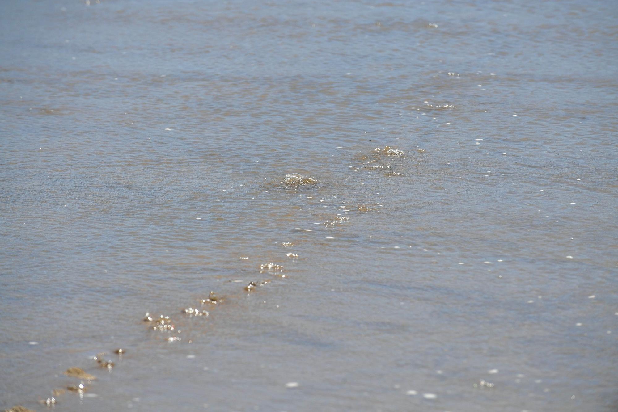 Mareas del Pino en las Alcaravaneras