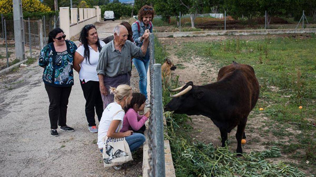 Mobilització per salvar Margarita, una vaca condemnada al sacrifici