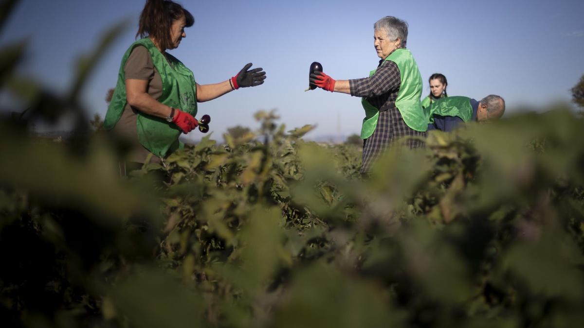 Voluntarios de la fundación Espigoladors recogen berenjenas descartadas por el agricultor, pero aún aptas para el consumo, en un campo de El Prat de Llobregat.