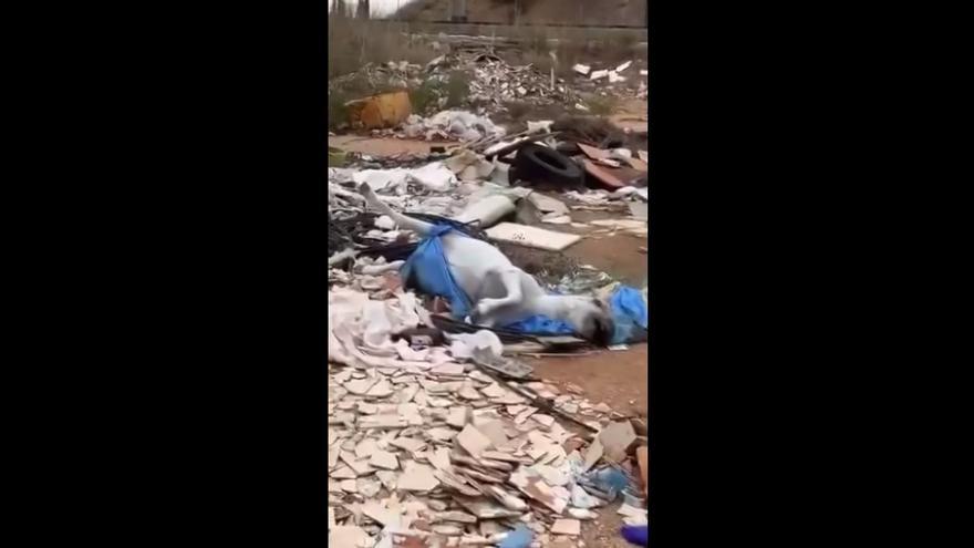 Albal requiere a Adif la limpieza del solar donde estaba el pony muerto