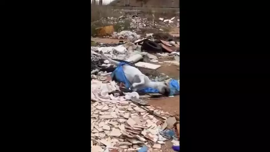 Hallan un caballo muerto en un vertedero de Albal